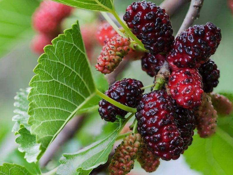 Шелковица купить саженцы из питомнике в Чехове