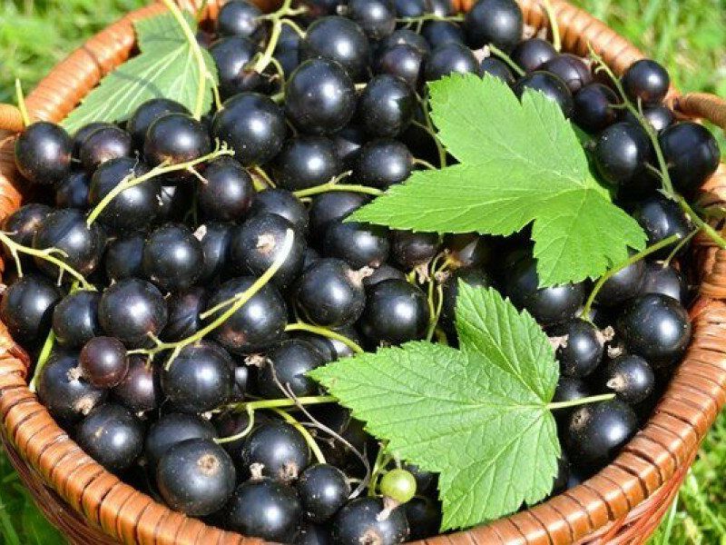Смородина купить саженцы из питомника в Чехове