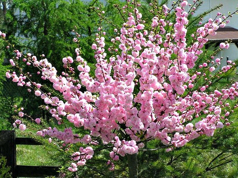 Миндаль купить саженцы из питомника в Чехове