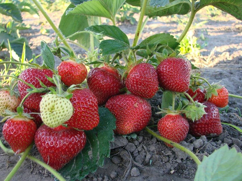 Клубника купить саженцы из питомника в Чехове