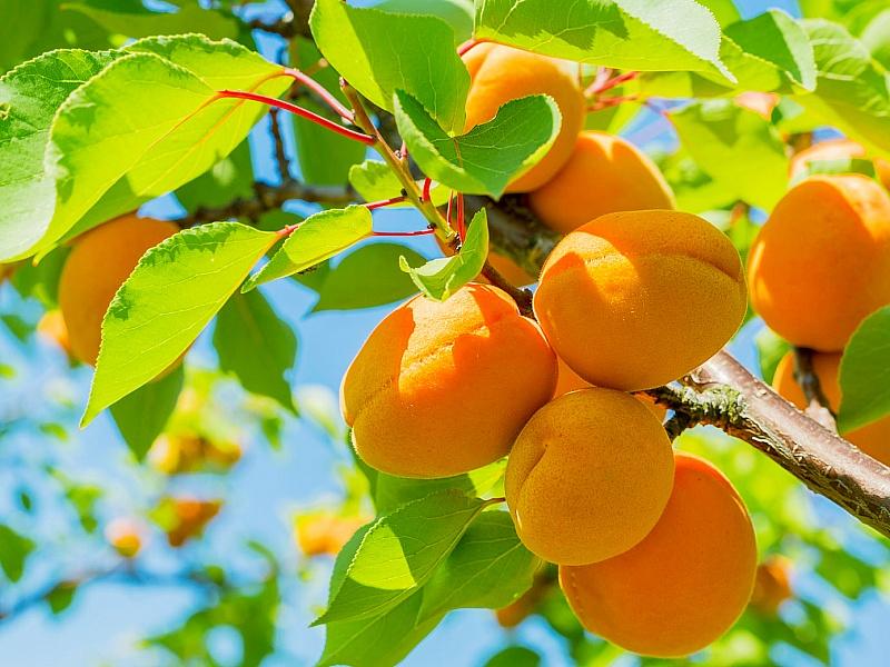 Абрикос купить саженцы из питомнике в Чехове