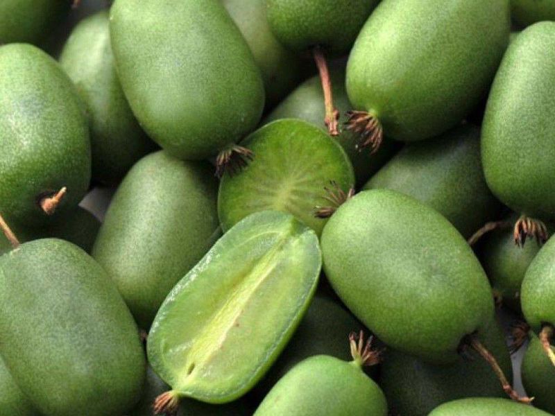 Актинидия купить саженцы из питомнике в Чехове