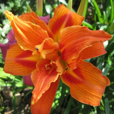 Лилейник "ФУЛЬВО КВАНСО"
