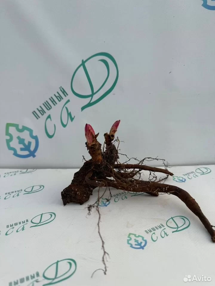 Пион "СЕЛЕБРИТИ"